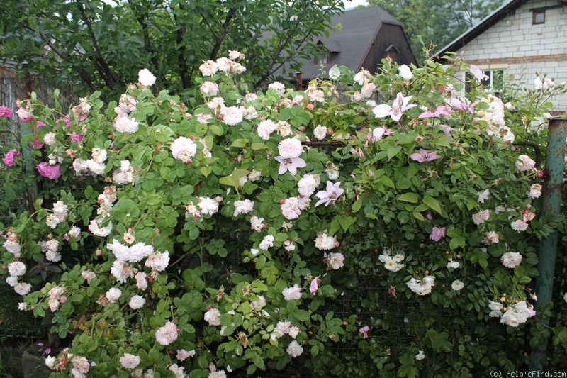 'Léda (damask, Unknown before 1818)' rose photo