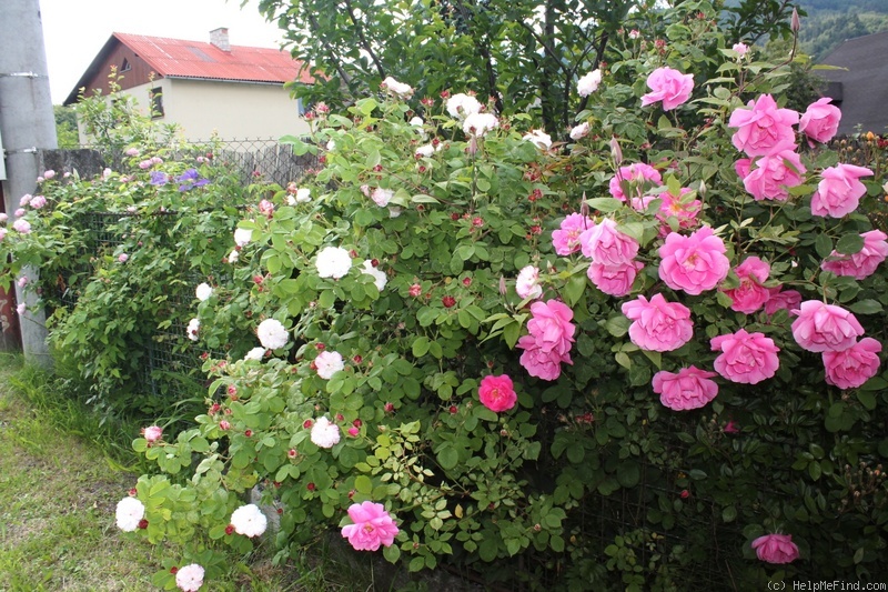 'Adam Messerich (Bourbon, Lambert 1920)' rose photo