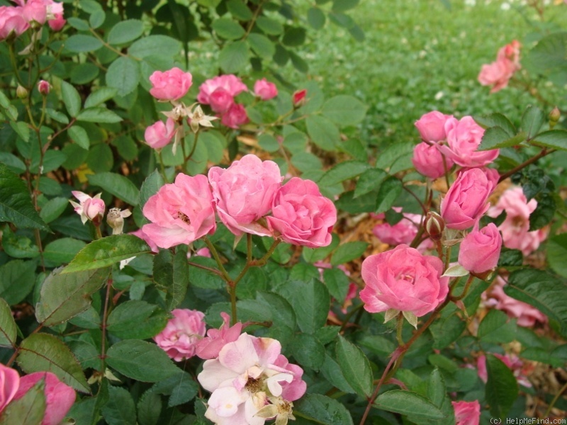 'A3908' rose photo