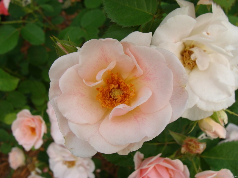 'B3602' rose photo