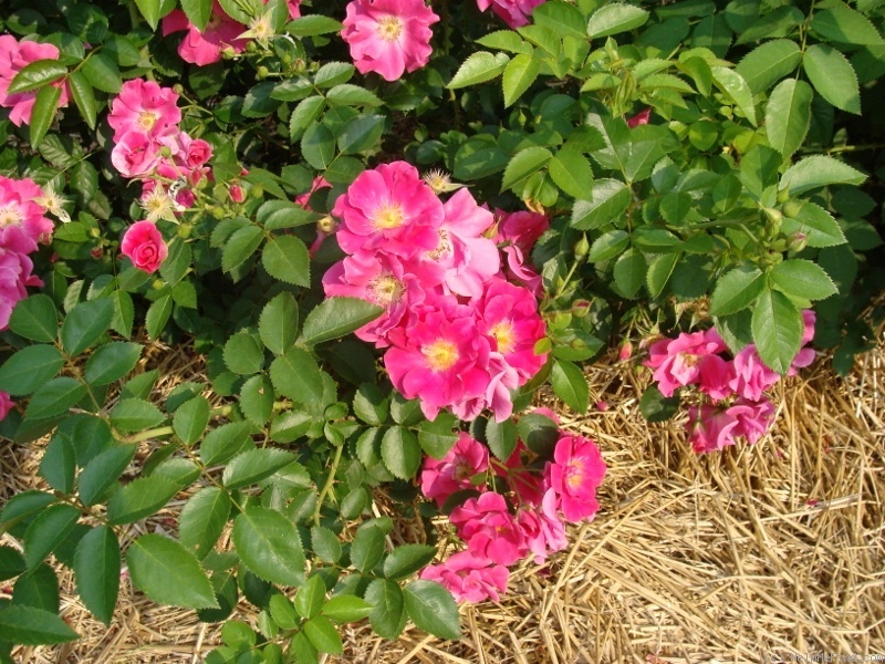 'B5210' rose photo