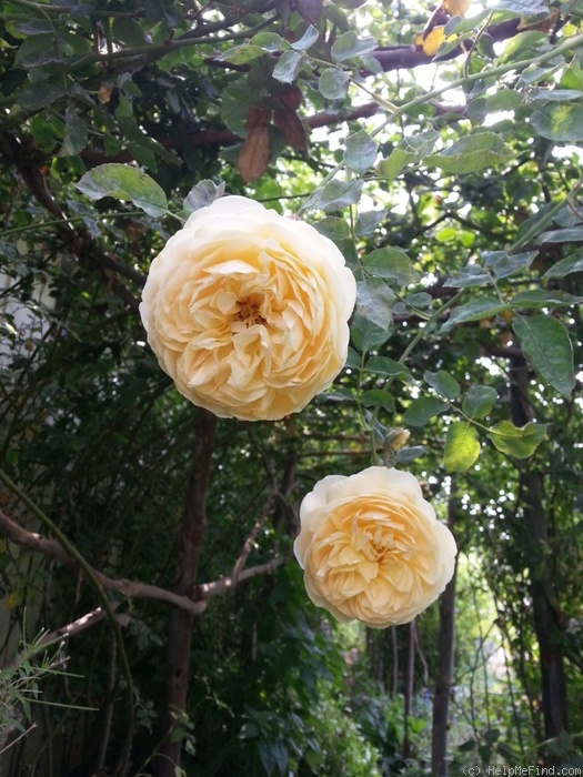 'Teasing Georgia' rose photo