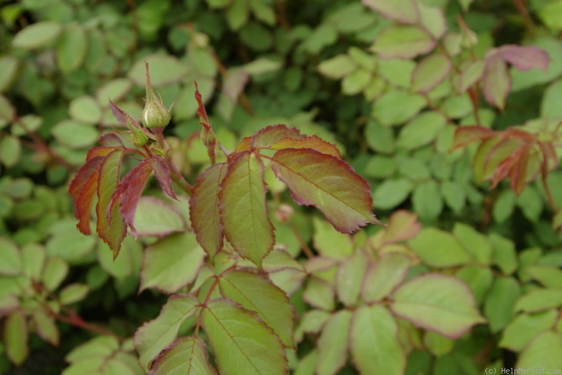 'Alan Titchmarsh' rose photo
