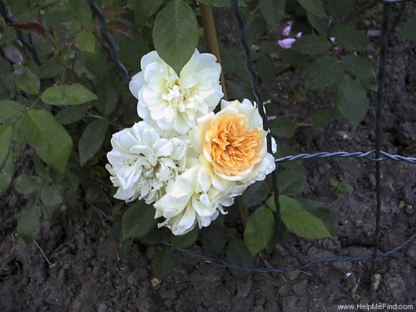 'Alister Stella Gray (noisette, Gray 1894)' rose photo