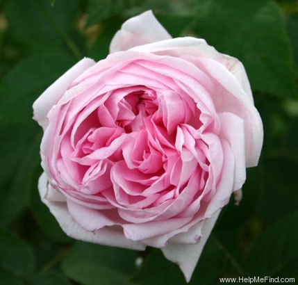 'Gloire Des Mousseux' rose photo