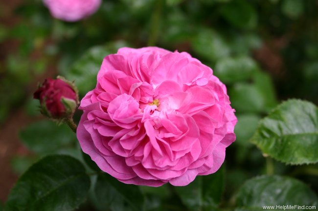 'Baronne Prévost (Hybrid Perpetual, Desprez, 1841)' rose photo