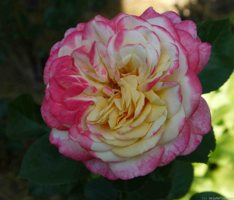 'Kordes' Jubilee ®' rose photo