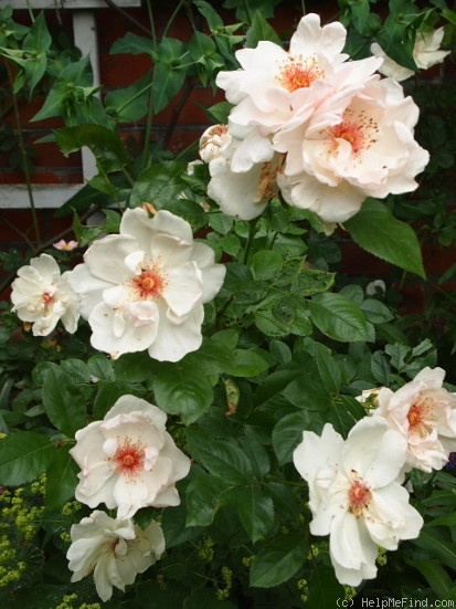 'Jacqueline du Pré (shrub, Harkness before 1986)' rose photo