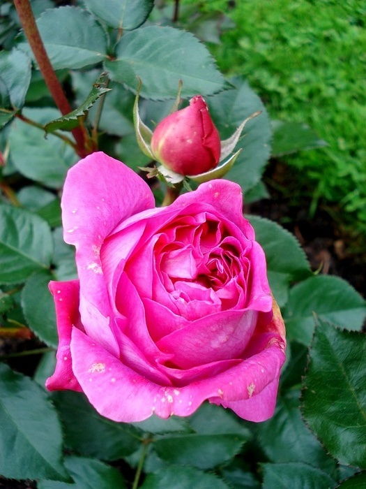 'Bernadette Lafont ®' rose photo
