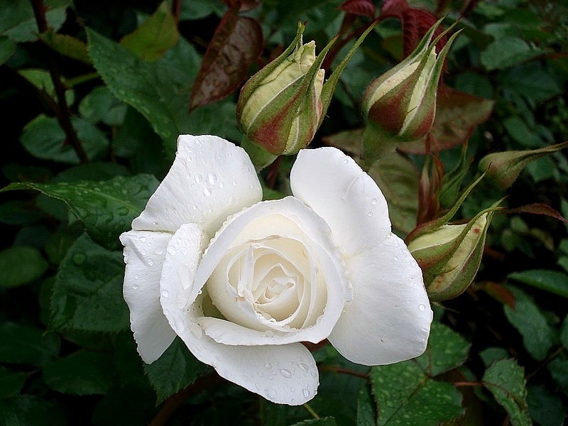 'Annapurna (hybrid tea, Dorieux 2000)' rose photo