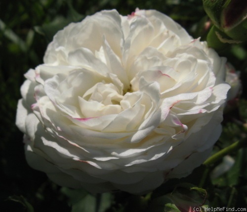 'Boule de Neige (bourbon or noisette, Lacharme, 1867)' rose photo