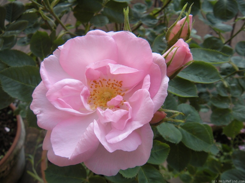 'Céleste (alba, syn. 'Celestial')' rose photo