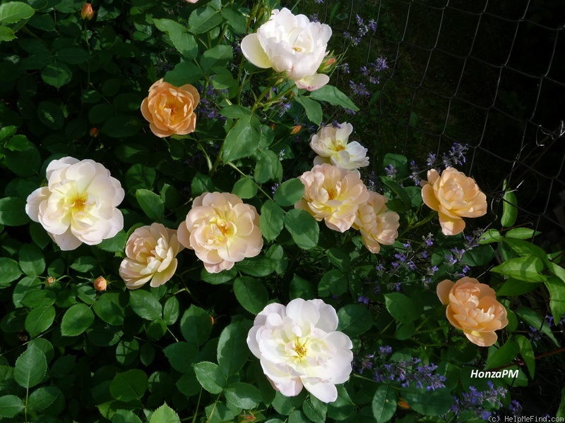 'The Lark Ascending' rose photo