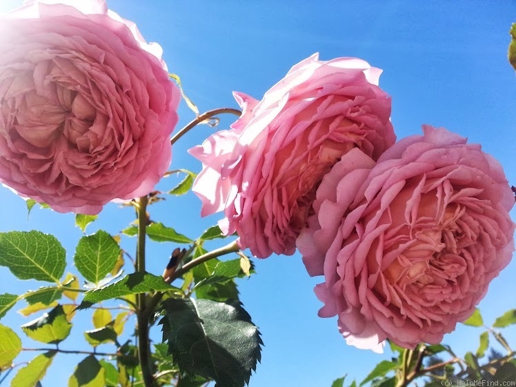 'Jubilee Celebration (shrub, Austin 2002)' rose photo