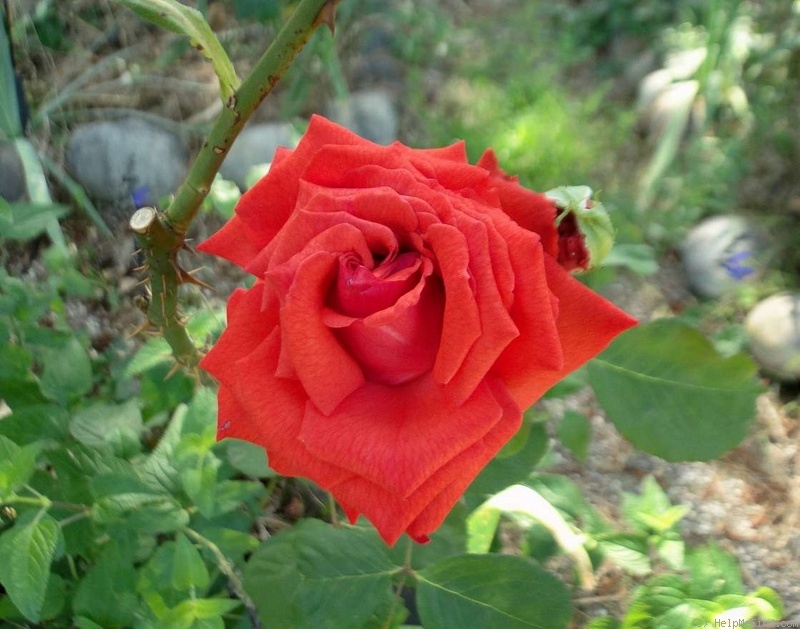 'Camara ®' rose photo