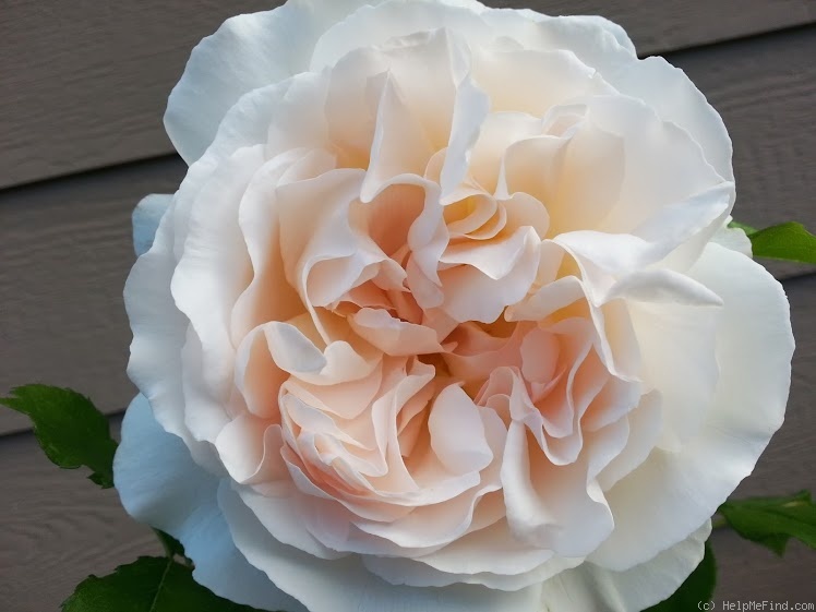 'Kosmos ® Fairy Tale (floribunda, Kordes, 2006)' rose photo