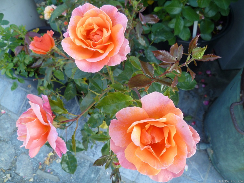 'Fragrant Delight ® (floribunda, Tysterman, 1978)' rose photo