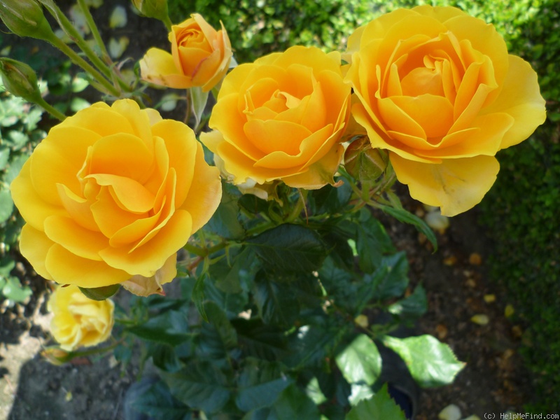 'Gold Reef ®' rose photo