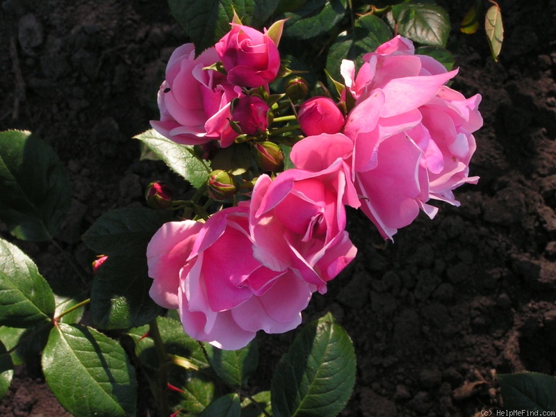 'Anneke Doorenbos (floribunda, Doorenbos,1956)' rose photo