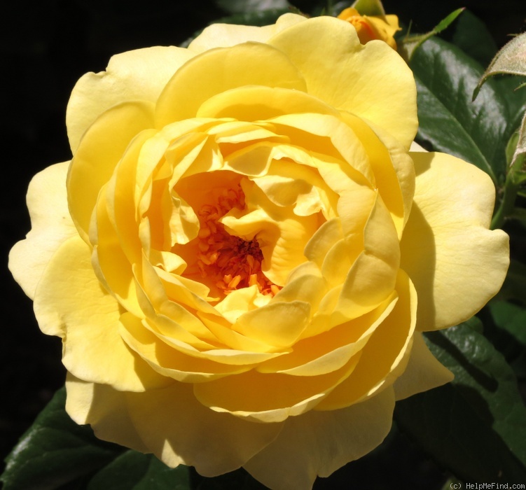 'Golden Smiles' rose photo