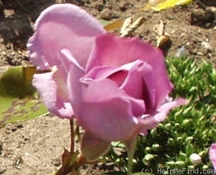'Blue Moon' rose photo