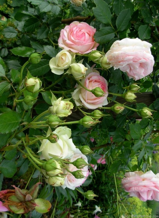 'Eden Rose 85' rose photo