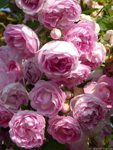 'Jasmina ™ (LCl, Kordes, 1996)' rose photo