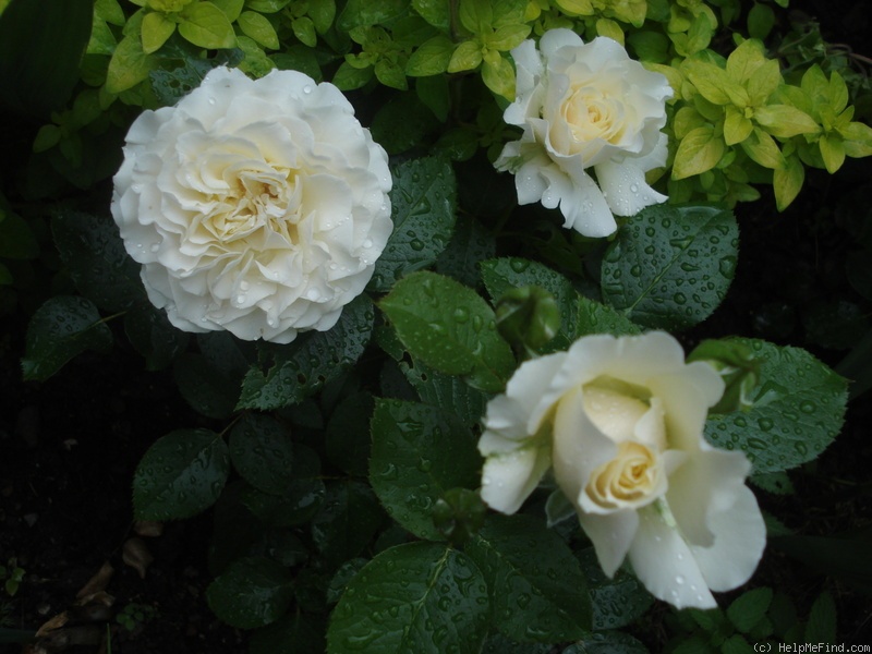 'Avalon (floribunda, Harkness 1996)' rose photo