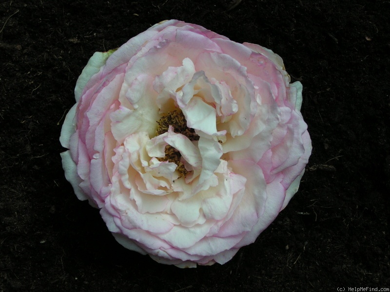 'Honoré de Balzac ® (floribunda, Meillans, 1996)' rose photo