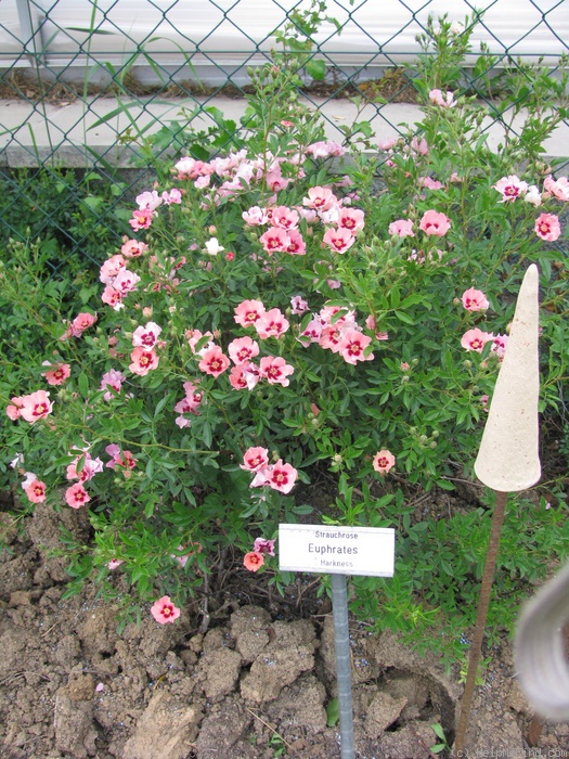 'Euphrates' rose photo