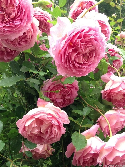 'Jubilee Celebration (shrub, Austin 2002)' rose photo