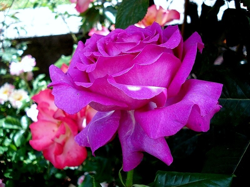'Chartreuse de Parme' rose photo