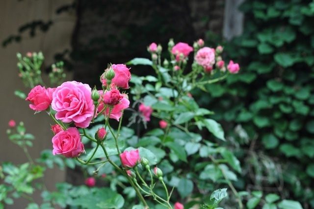 'Elmshorn' rose photo