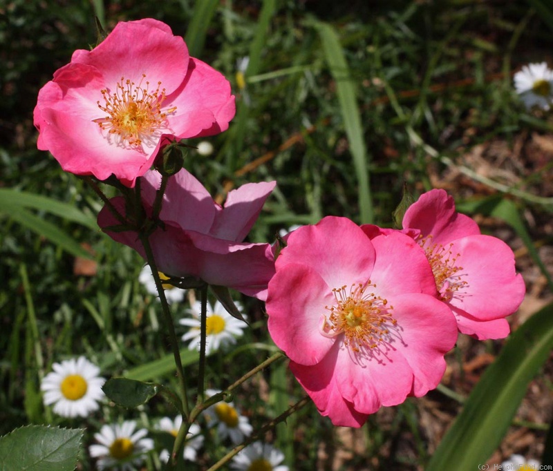 'Chuckles (floribunda, Shepherd 1956)' rose photo