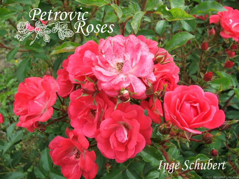 'Inge Schubert' rose photo