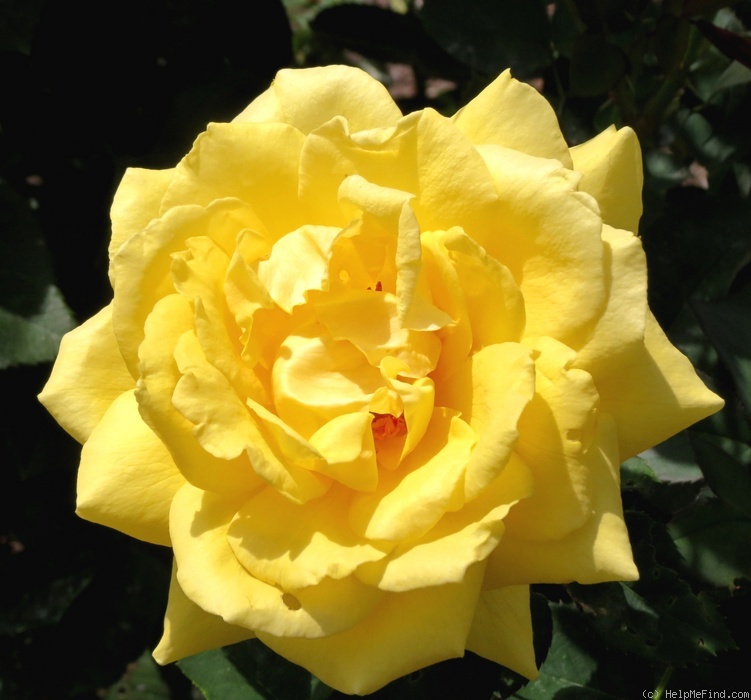 'Mellow Yellow ™ (hybrid tea, Carruth 2000)' rose photo