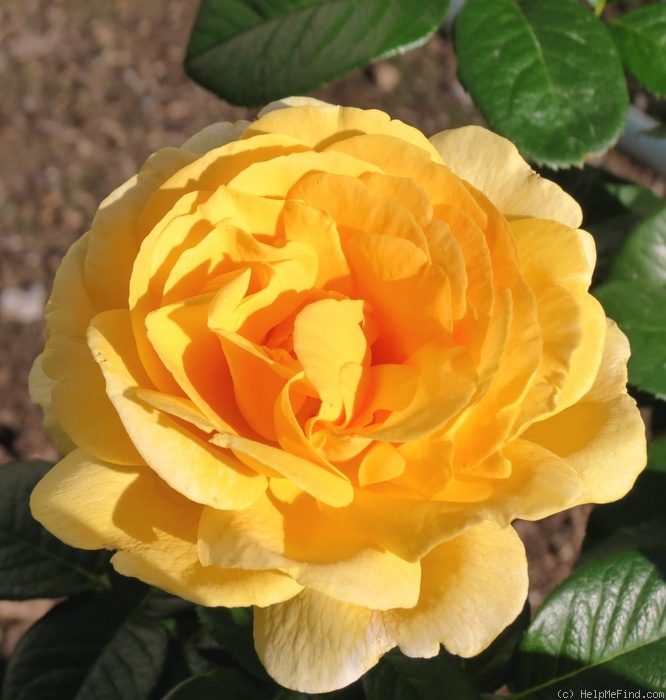 'Michelangelo ® (hybrid tea, Meilland before 1997)' rose photo