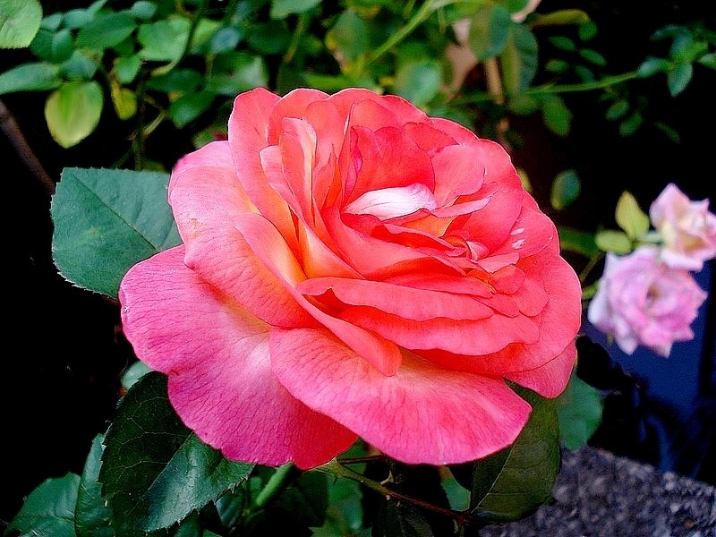 'Michel Desjoyeaux ®' rose photo