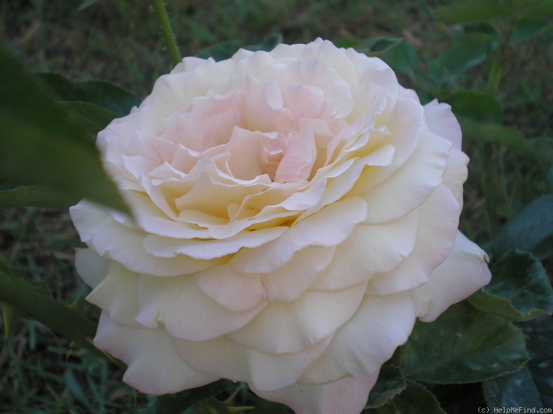 'Peace (hybrid tea, Meilland 1935)' rose photo