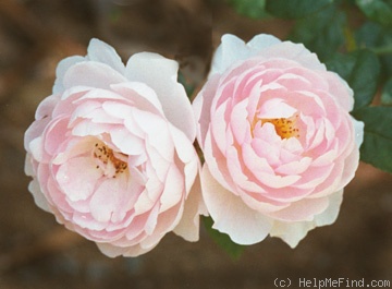 'Cornelia (Hybrid Musk, Pemberton, 1925)' rose photo