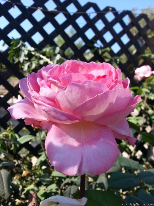 'Comtesse de Provence' rose photo