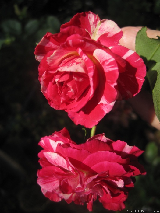 'Fran's Pirouette' rose photo