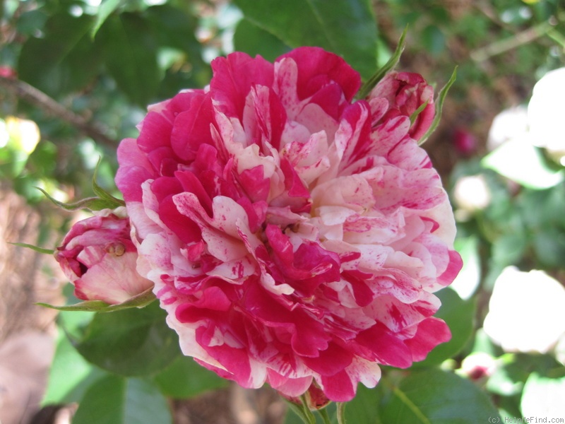 'Fran's Pirouette' rose photo