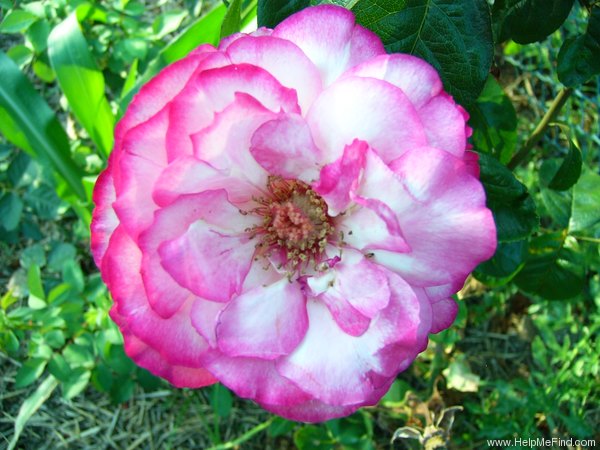 'Atlas ® (hybrid tea, Delbard-Chabert, 1966)' rose photo