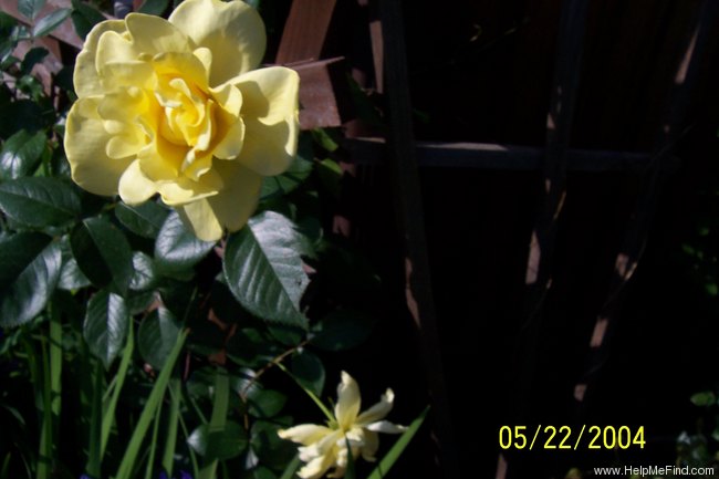 'Golden Showers' rose photo