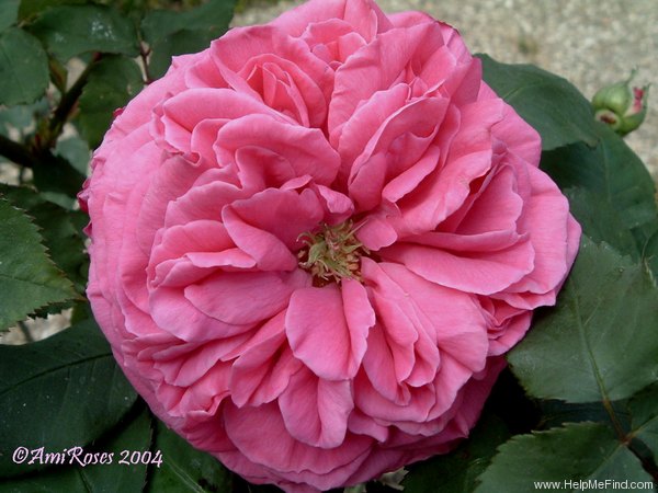 'Madame Hersilie Ortgies - in commerce' rose photo