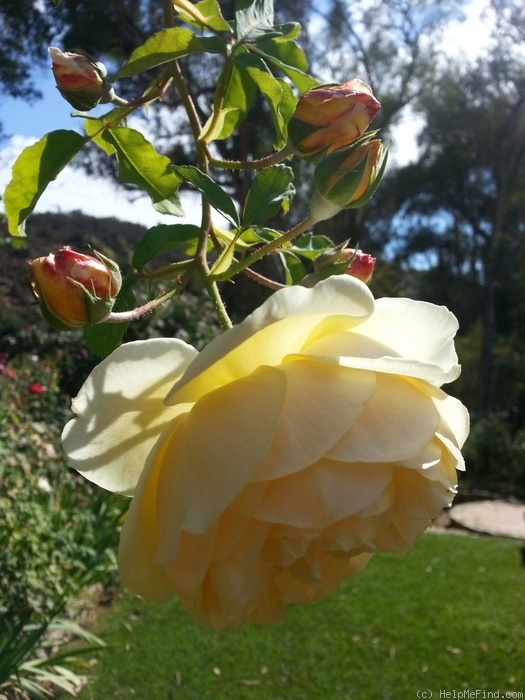 'Graham Thomas' rose photo