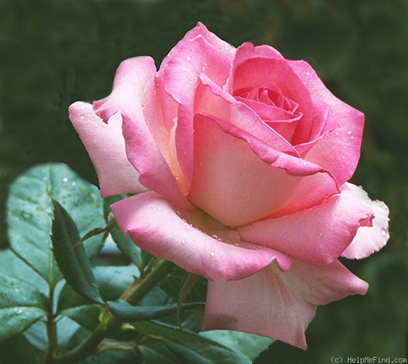 'Louise Estes' rose photo