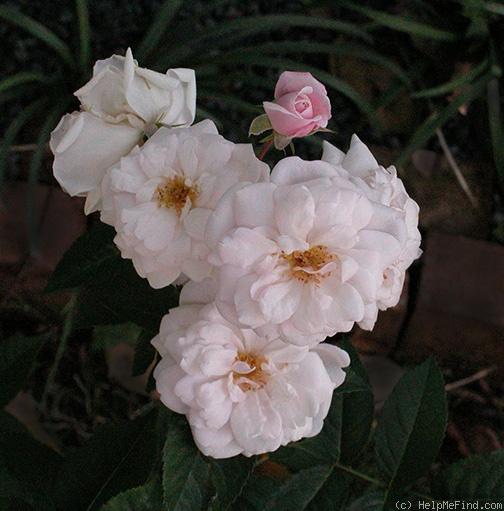 'Marie Pavié' rose photo