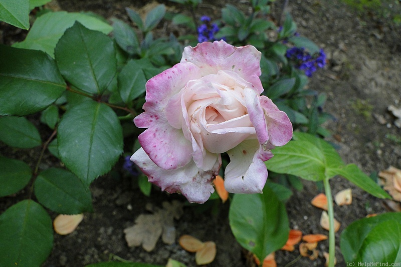 'Homère' rose photo